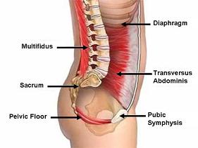 pelvic floor muscles