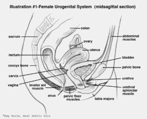 Pelvic floor muscles diagram