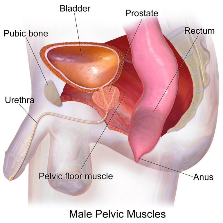 Detailed view of the male pelvic cavity from a side view.