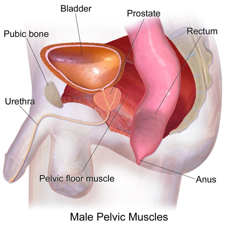 Exercise Archives - Perfect Pelvic Floor